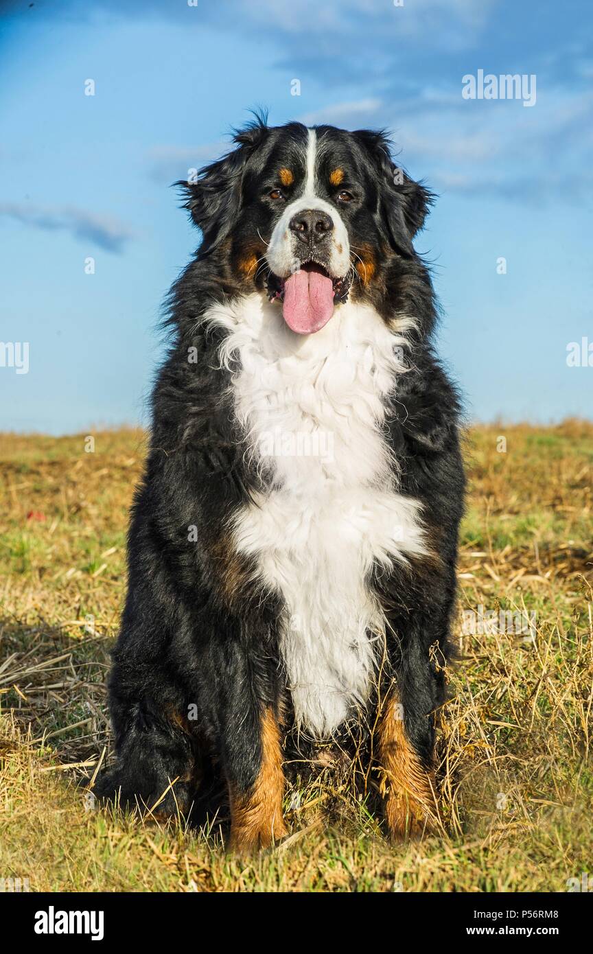 Bernese Mountain dog sitting Banque D'Images