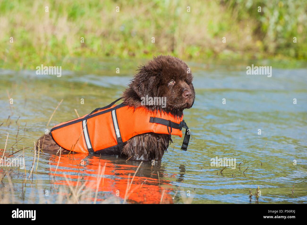 Gilet de sauvetage pour grands chiens Banque de photographies et d'images à  haute résolution - Alamy