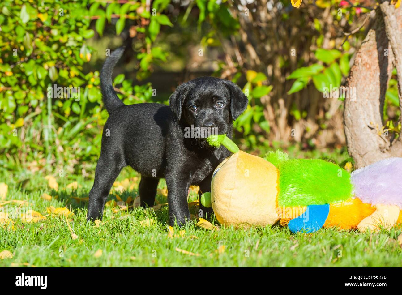 Labrador Retriever chiot Banque D'Images