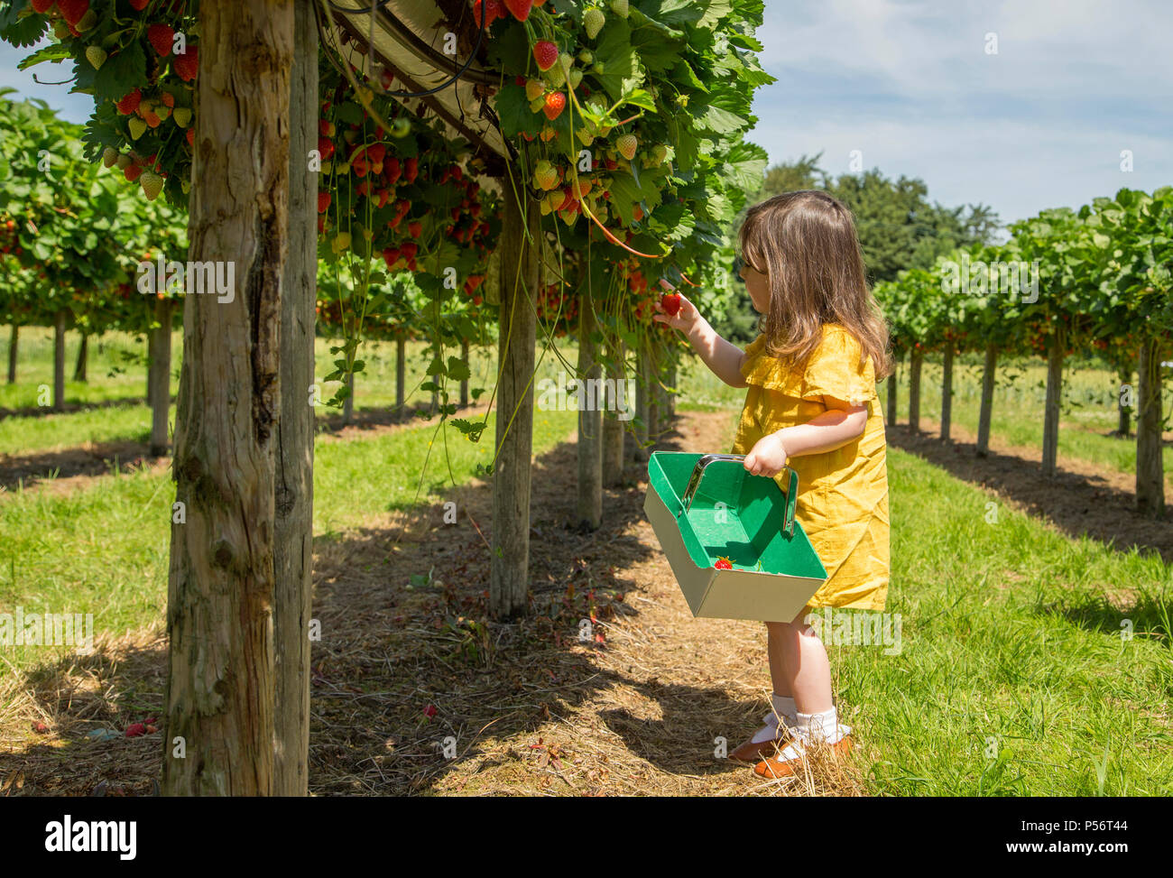 Bébé fille cueillir des fraises Banque D'Images