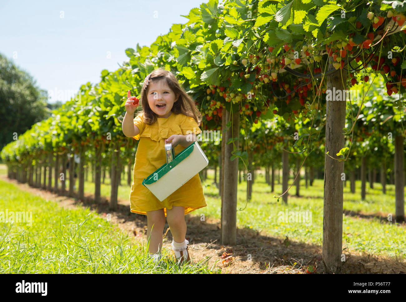 Bébé fille cueillir des fraises Banque D'Images