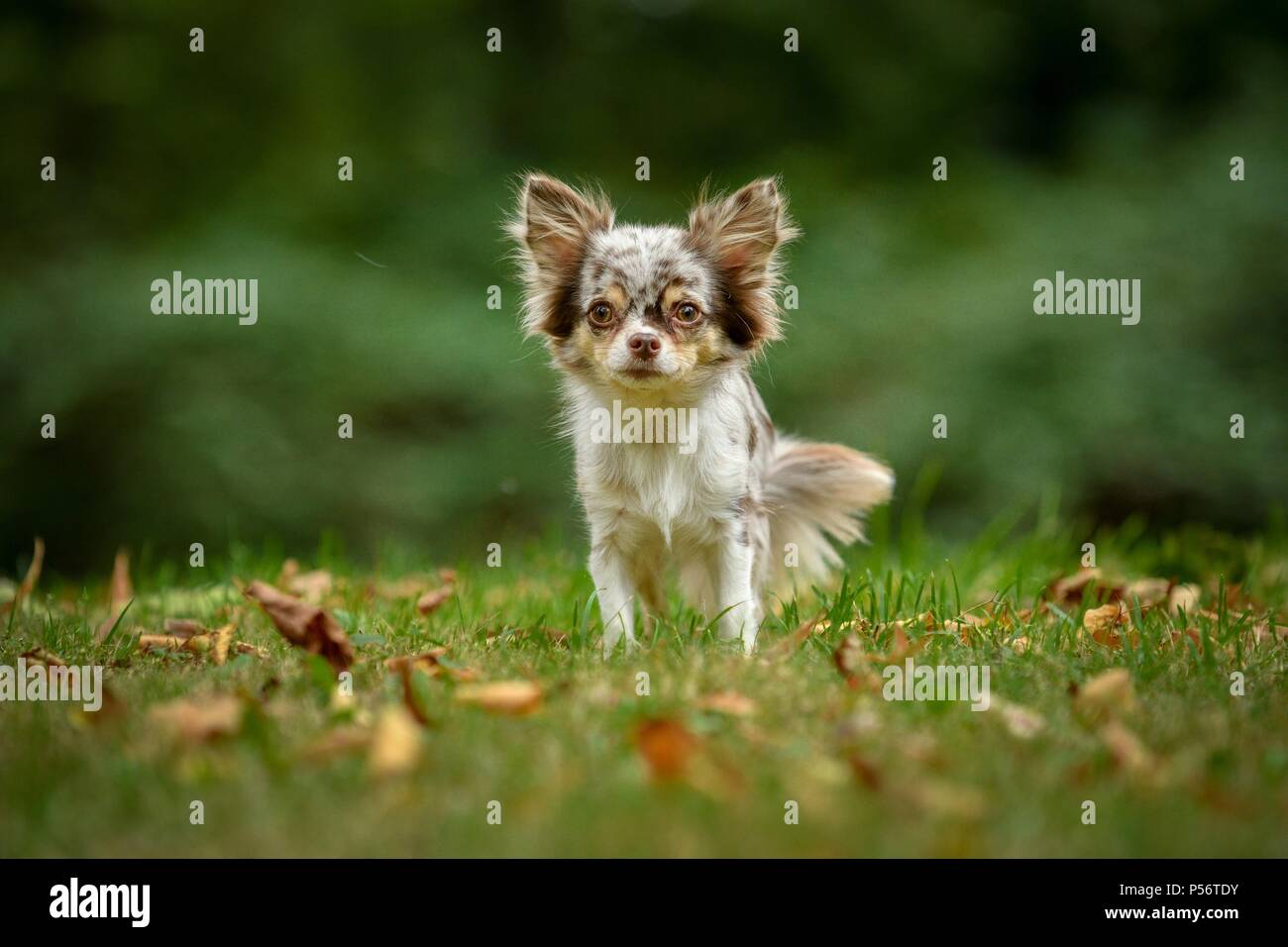 Chihuahua Poil Long Merle
