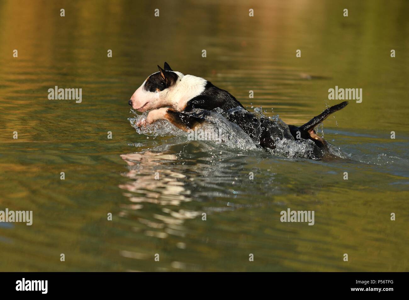 L'exécution de Bull Terrier Miniature Banque D'Images