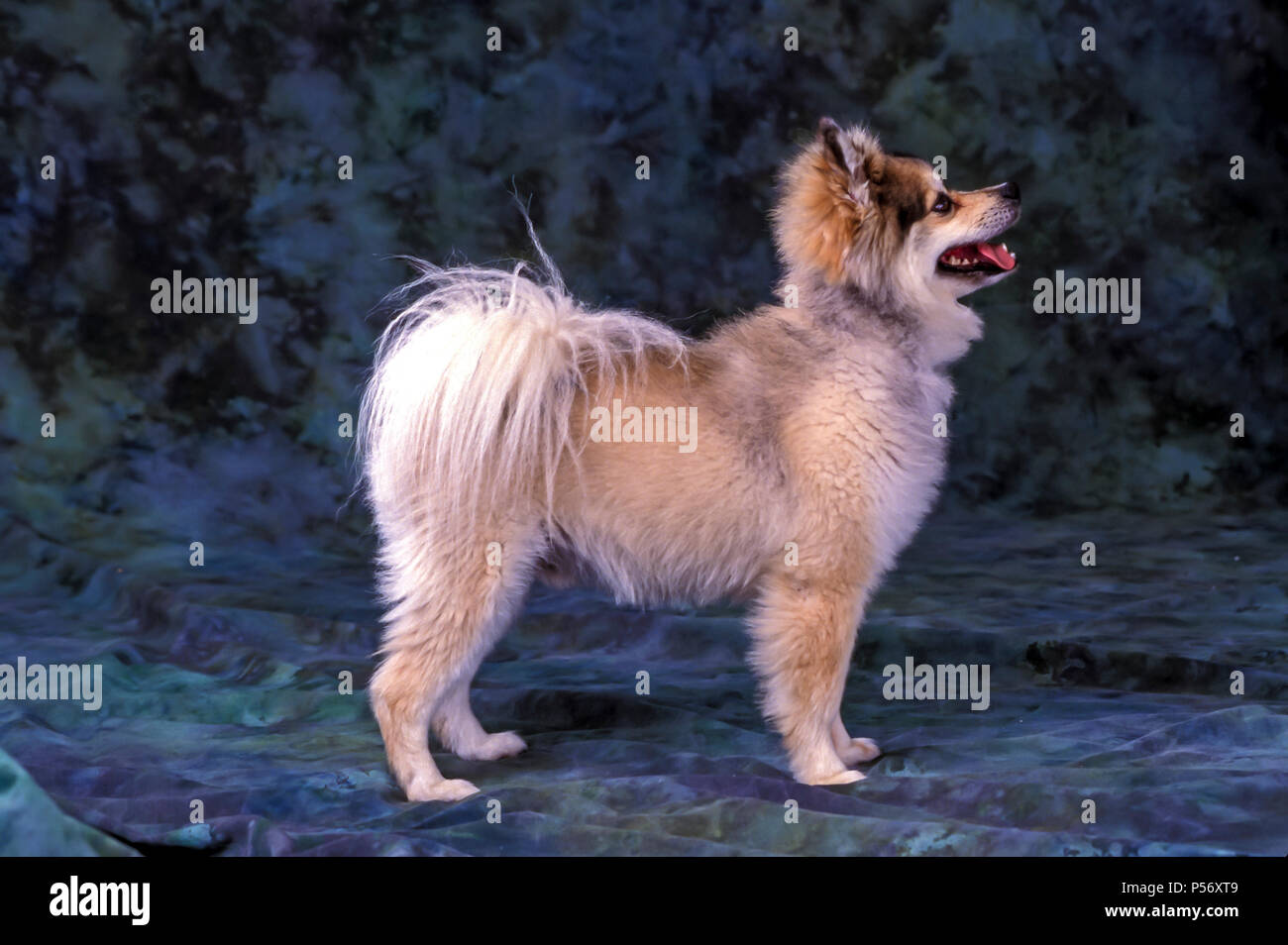 ViewStudio côté tourné de chien Pomeranian M. © Myrleen Pearson Ferguson Cate Banque D'Images