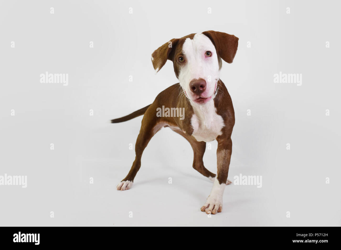Mix Labrador chien abri trépied, trois jambes, manque une jambe, isolé sur fond blanc en studio Banque D'Images