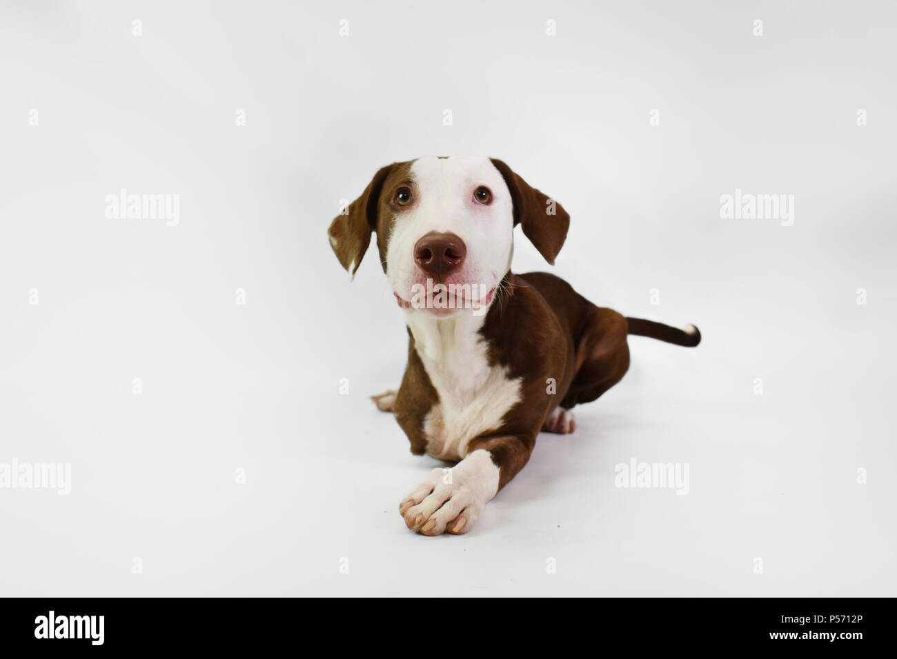 Mix Labrador chien abri trépied, trois jambes, manque une jambe, isolé sur fond blanc en studio Banque D'Images