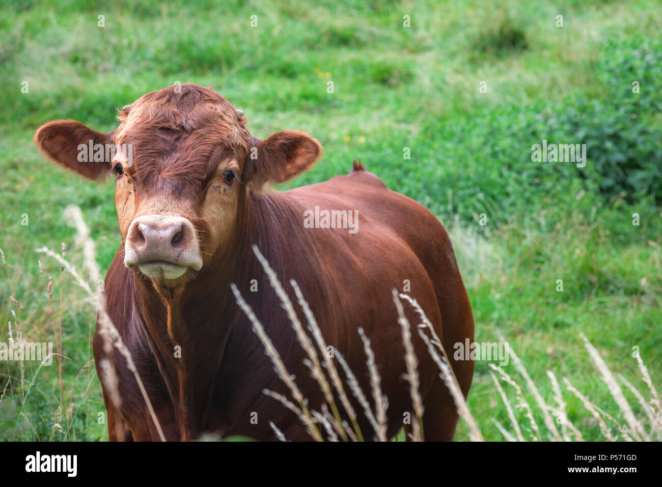 Drôles de veau brun foncé à partir de la race Angus, une race allemande, regardant la caméra, sur un pré, près de la ville, Schwabisch Hall de l'Allemagne. Banque D'Images