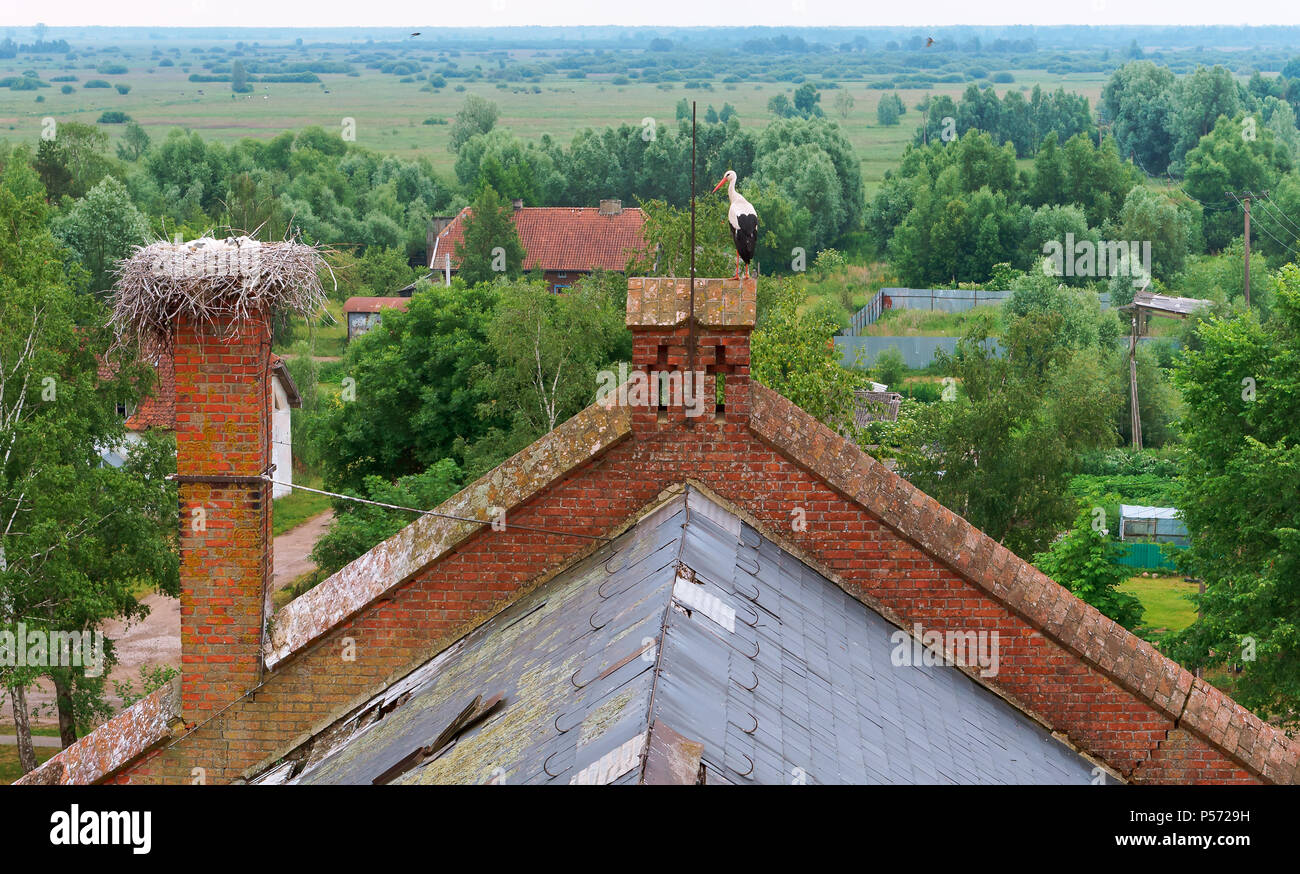 Nid de cigognes sur le toit d'un bâtiment de briques rouges, dans le nid de cigognes sur une maison ancienne, la cigogne avec de petits poussins dans le nid Banque D'Images