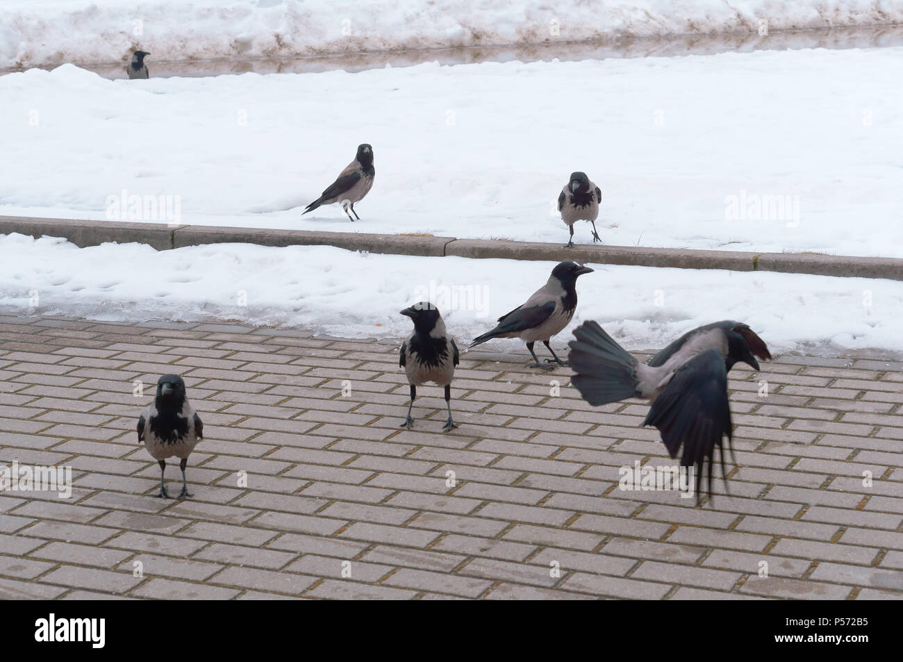 Les corneilles gris sur l'asphalte, les oiseaux de la ville sur le trottoir Banque D'Images