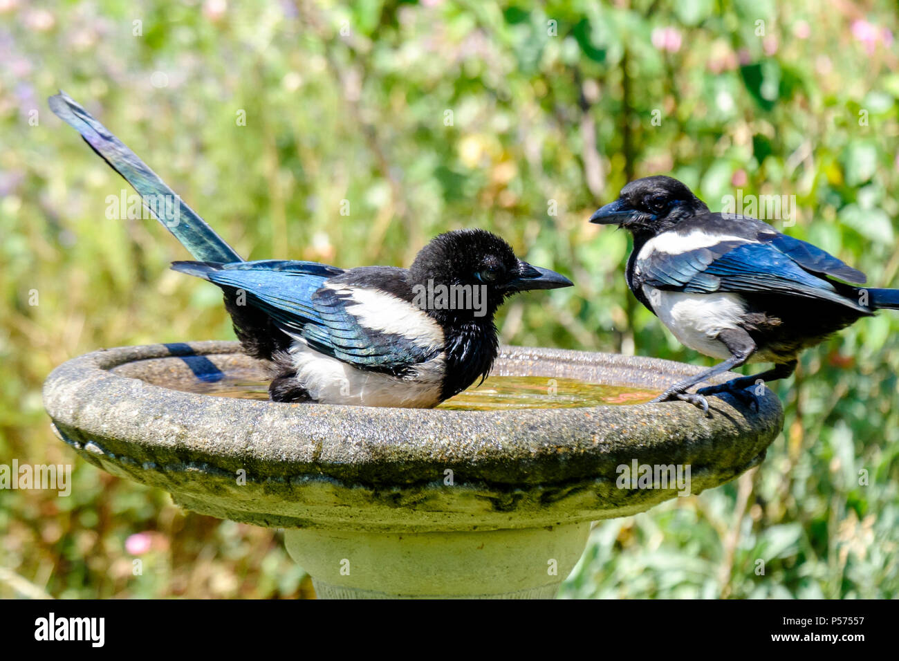 Les jeunes magpies se rafraîchissez dans un bain d'oiseaux de jardin par une chaude journée. Londres, Royaume-Uni. Banque D'Images
