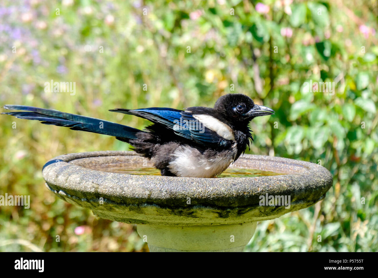 Jeune pie se refroidit dans un bain d'oiseaux de jardin pendant la canicule d'été, Londres Royaume-Uni Banque D'Images