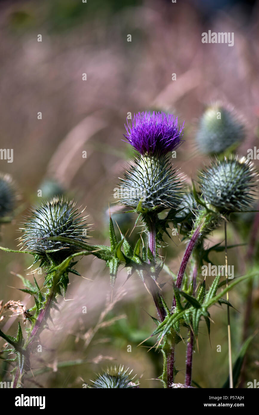 Glasgow, Ecosse, Royaume-Uni. 25 Juin, 2018. Dans le cadre chaleureux de chardons lance soleil d'été Crédit : Tony Clerkson/Alamy Live News Banque D'Images