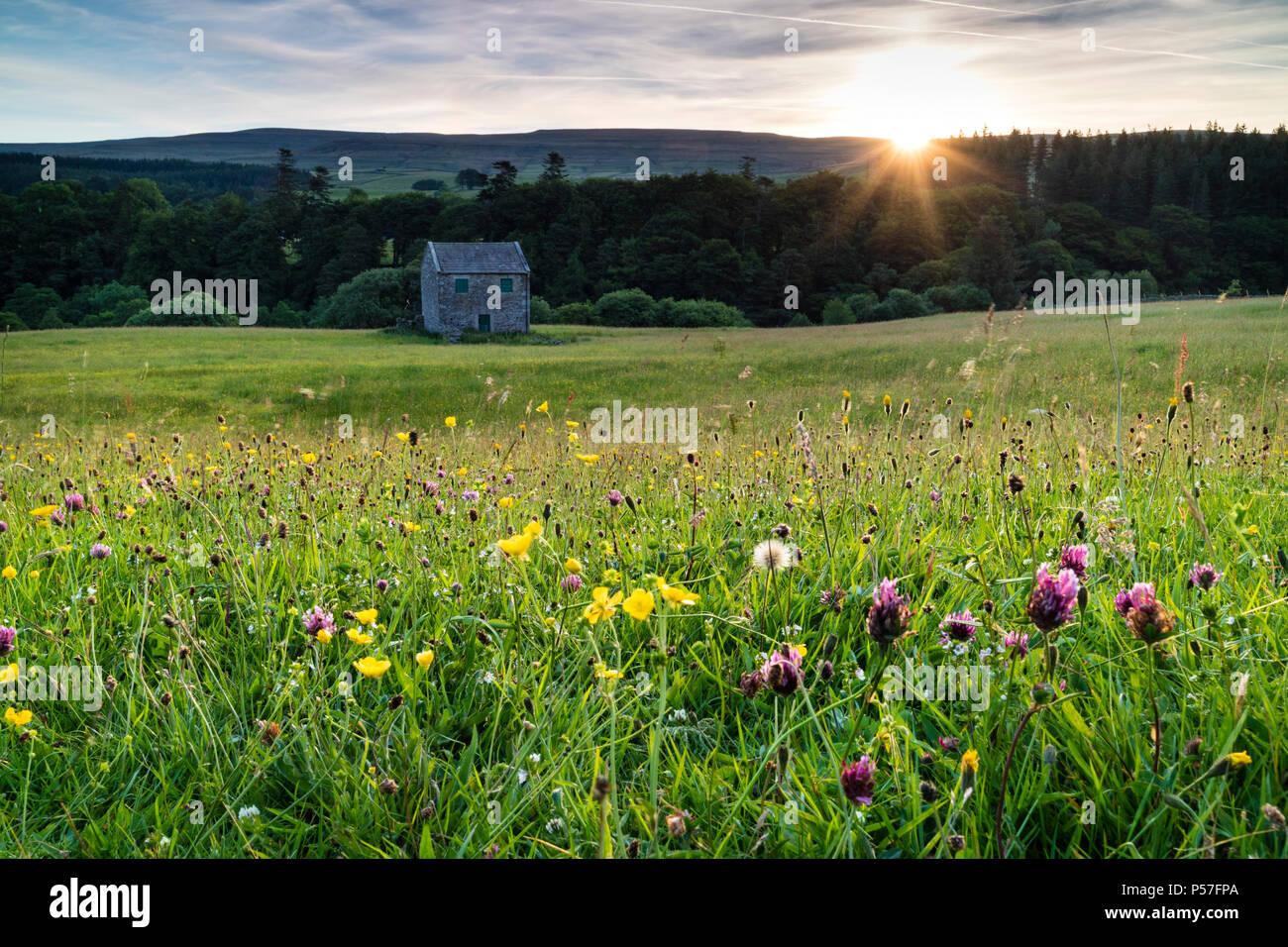 Holwick Teesdale, County Durham, Royaume-Uni. Mardi 26 juin 2018. Météo britannique. C'était un beau début pour la journée dans le North Pennines comme les premiers rayons du soleil levant a commencé à allumer les fleurs sauvages des prairies à foin de la région de Teesdale. Crédit : David Forster/Alamy Live News Banque D'Images