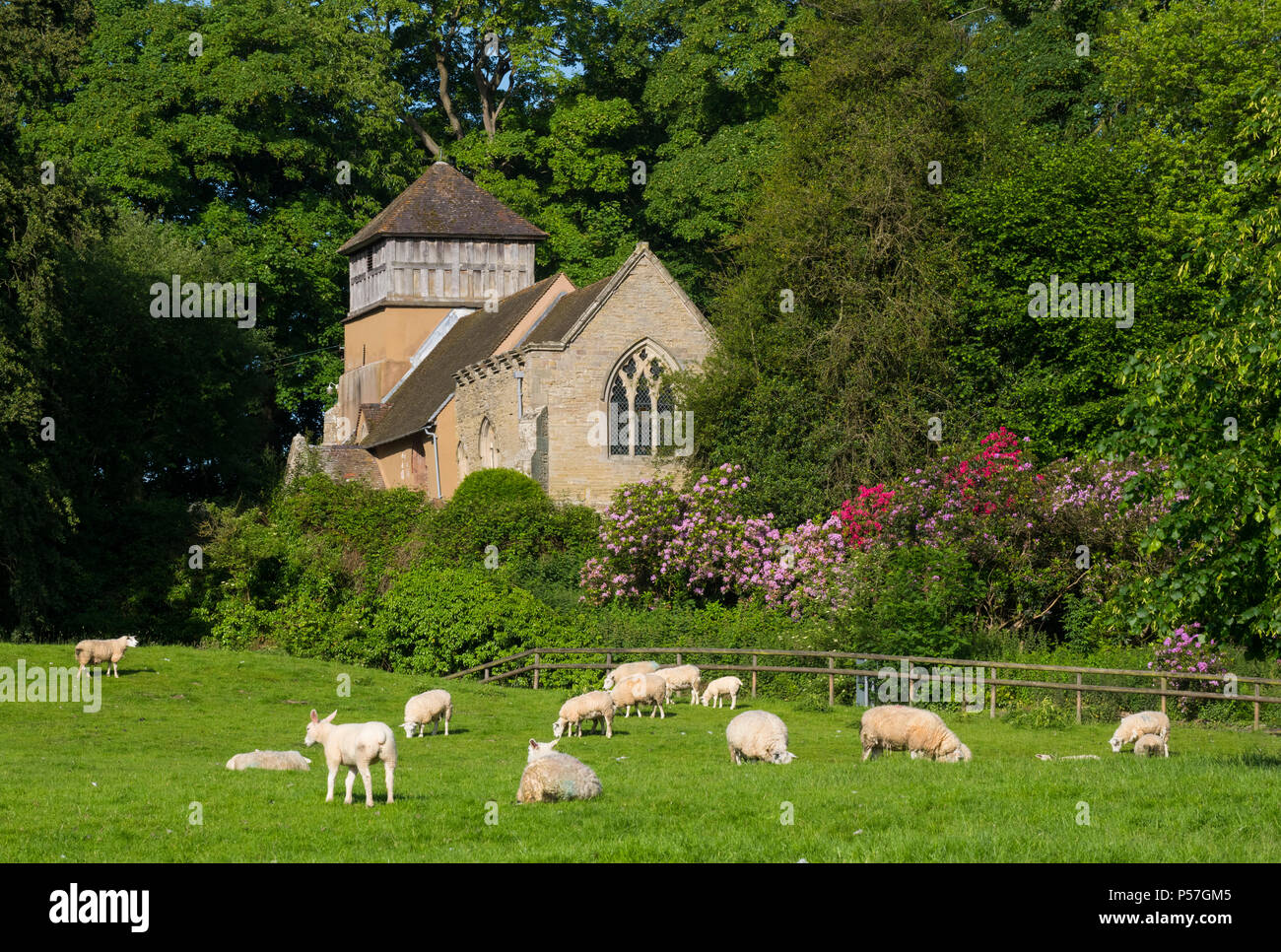 Des moutons paissant près de St James' Church, Shipton, Shropshire Photo  Stock - Alamy