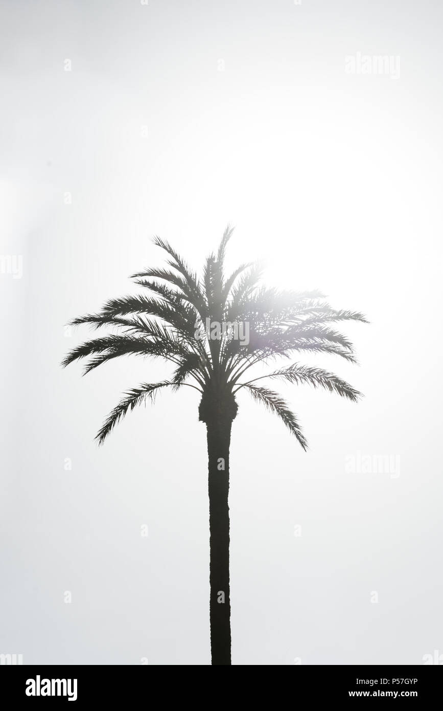 Palm (Arecaceae) contre la lumière, ciel clair Banque D'Images