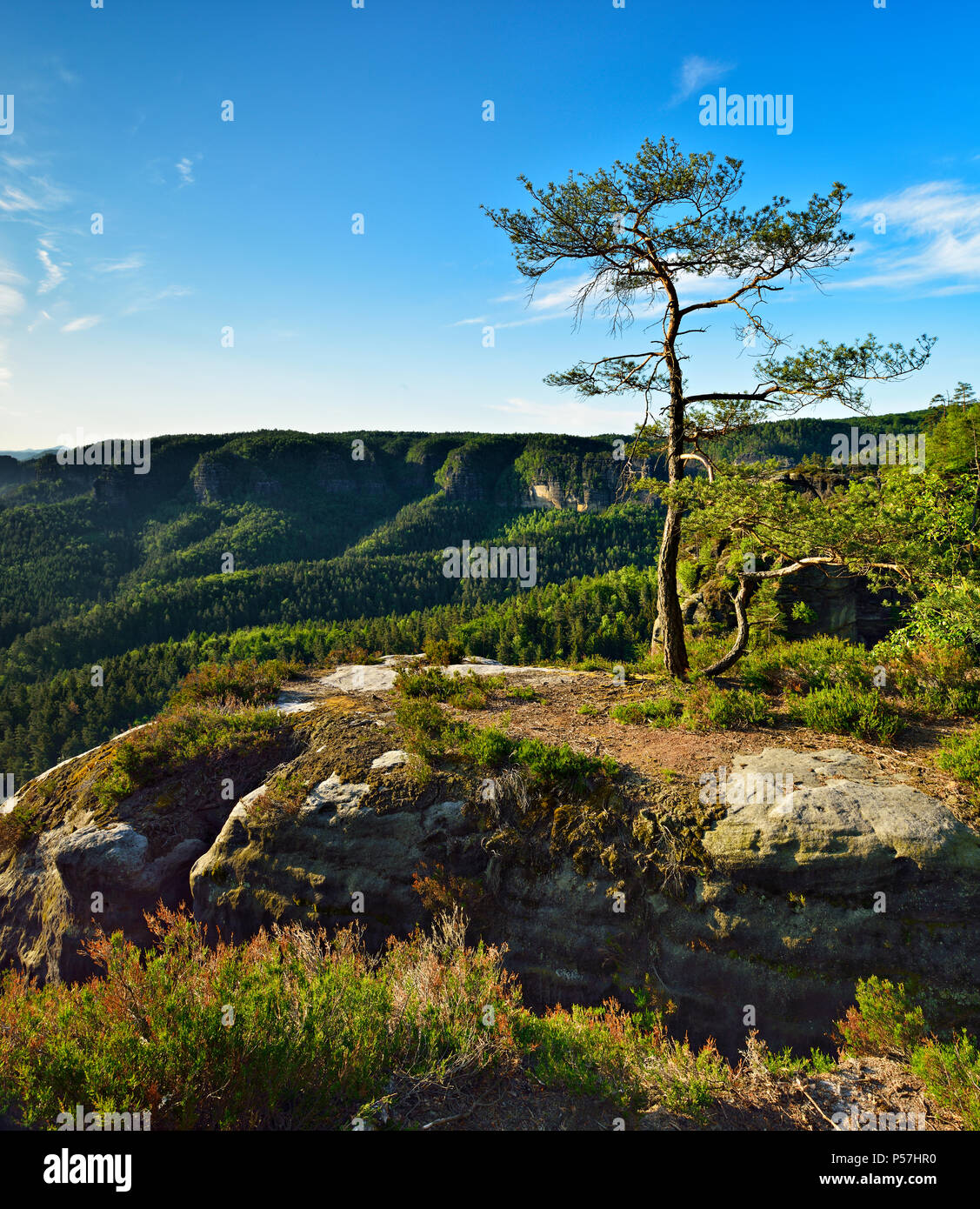Pine sur rochers de grès à Kleiner Winterberg, des montagnes de grès de l'Elbe, la Suisse Saxonne Parc National, Saxe, Allemagne Banque D'Images