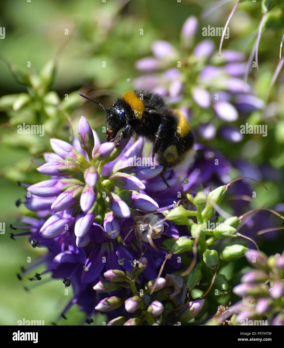 L'extraction de l'abeille Pollen d'une fleur de jardin de couleur lilas Banque D'Images