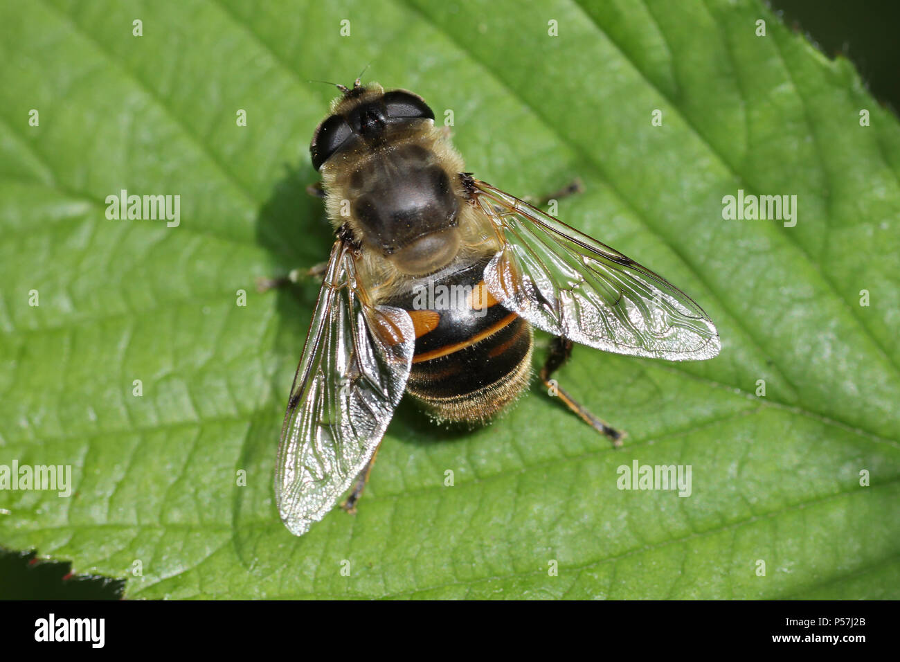Eristalis tenax femelle Fly Drone Banque D'Images