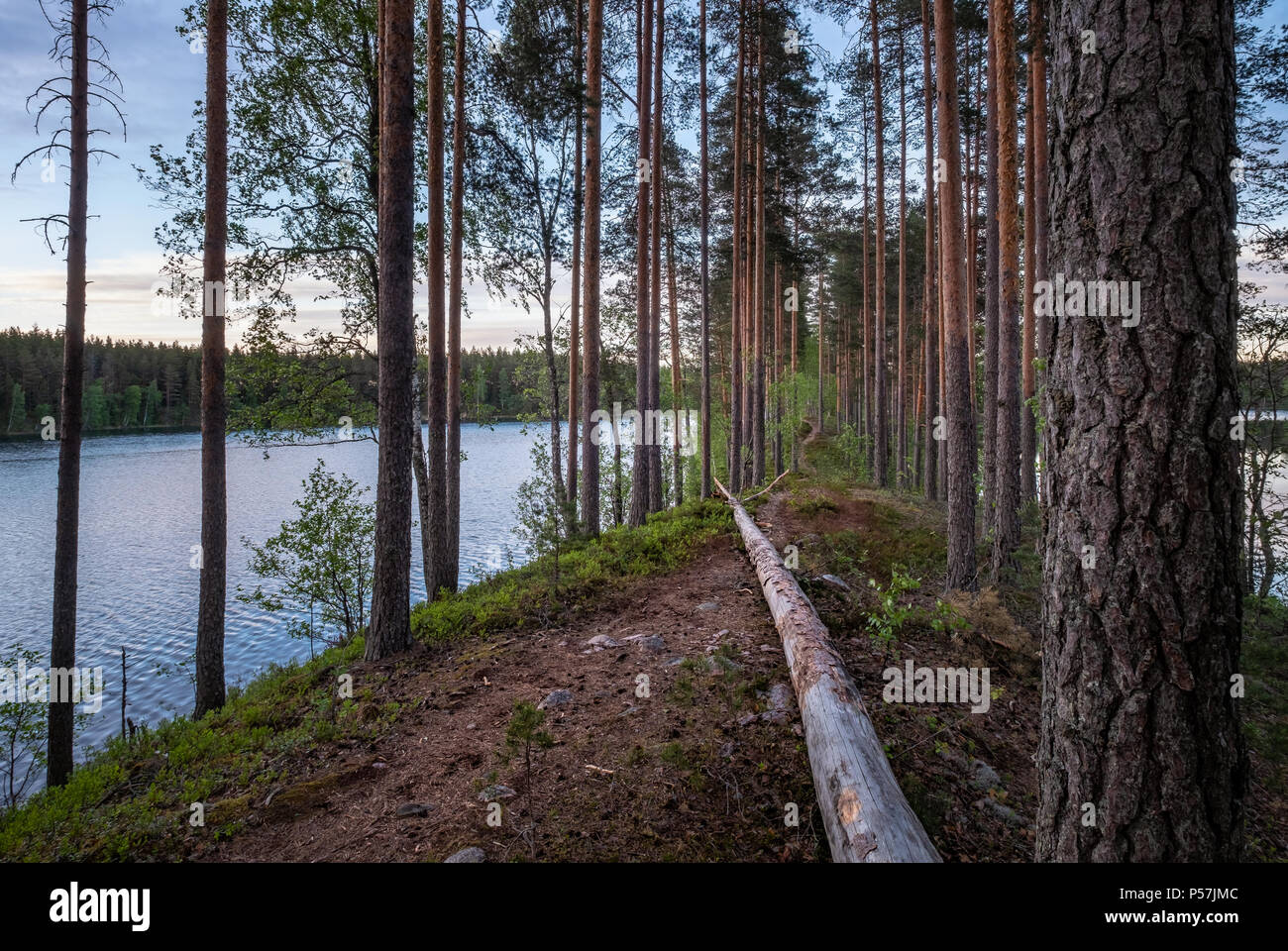 Paysage panoramique sur la forêt avec chemin idyllique et lumière du soir à Loppi, Finlande Banque D'Images