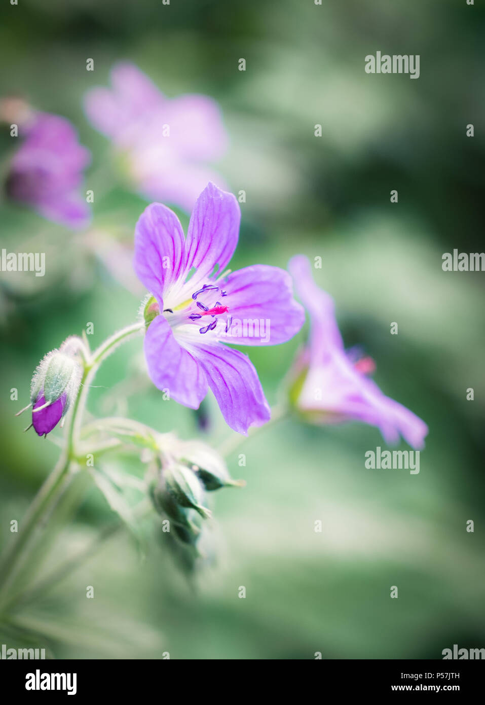Close up image de fleur sauvage géranium au soir d'été en Finlande Banque D'Images