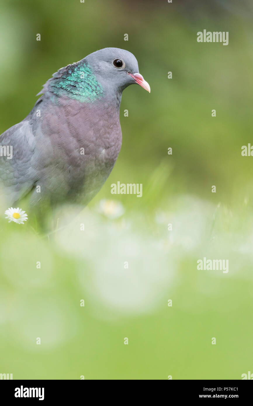 Seul pigeon colombin Columba oenas dans un jardin urbain Banque D'Images