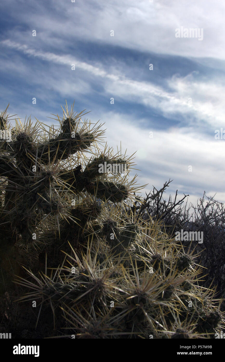 Cylindropuntia fulgida/ le jumping cholla cactus au Nevada Banque D'Images