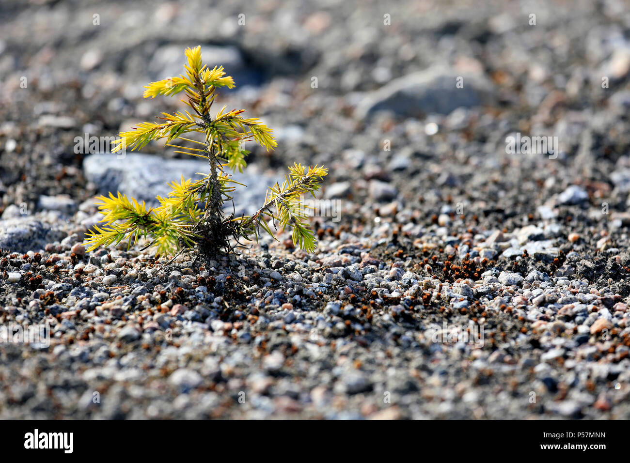 De plus en plus petite plante arbre épinette devient jaune car il souffre de la sécheresse. Banque D'Images
