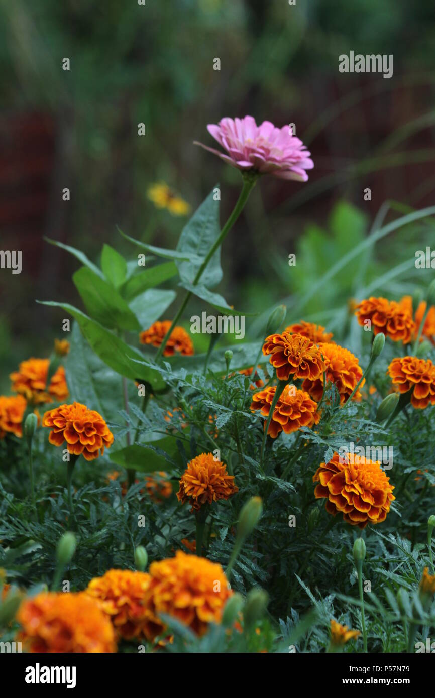 Close-up de fleurs de souci officinal Banque D'Images