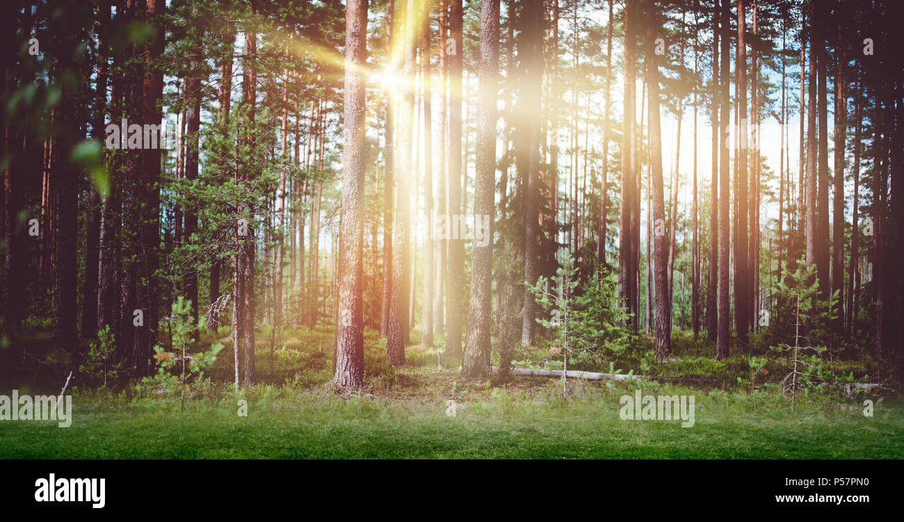 La lumière du soleil du matin paysage de forêt Banque D'Images