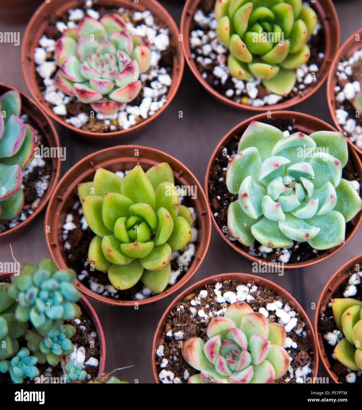 Les plantes succulentes miniatures Banque D'Images