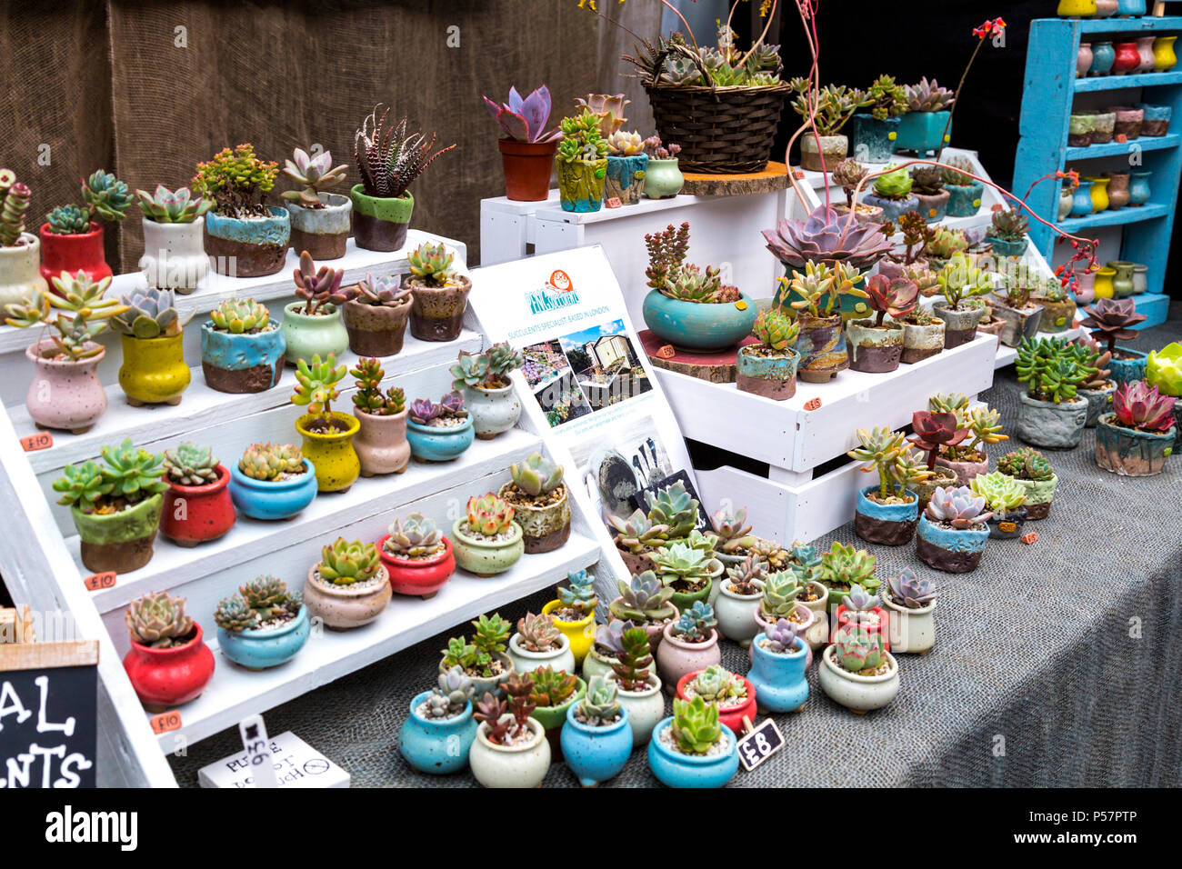 Une plante succulente miniature stand au marché de Greenwich, London, UK Banque D'Images