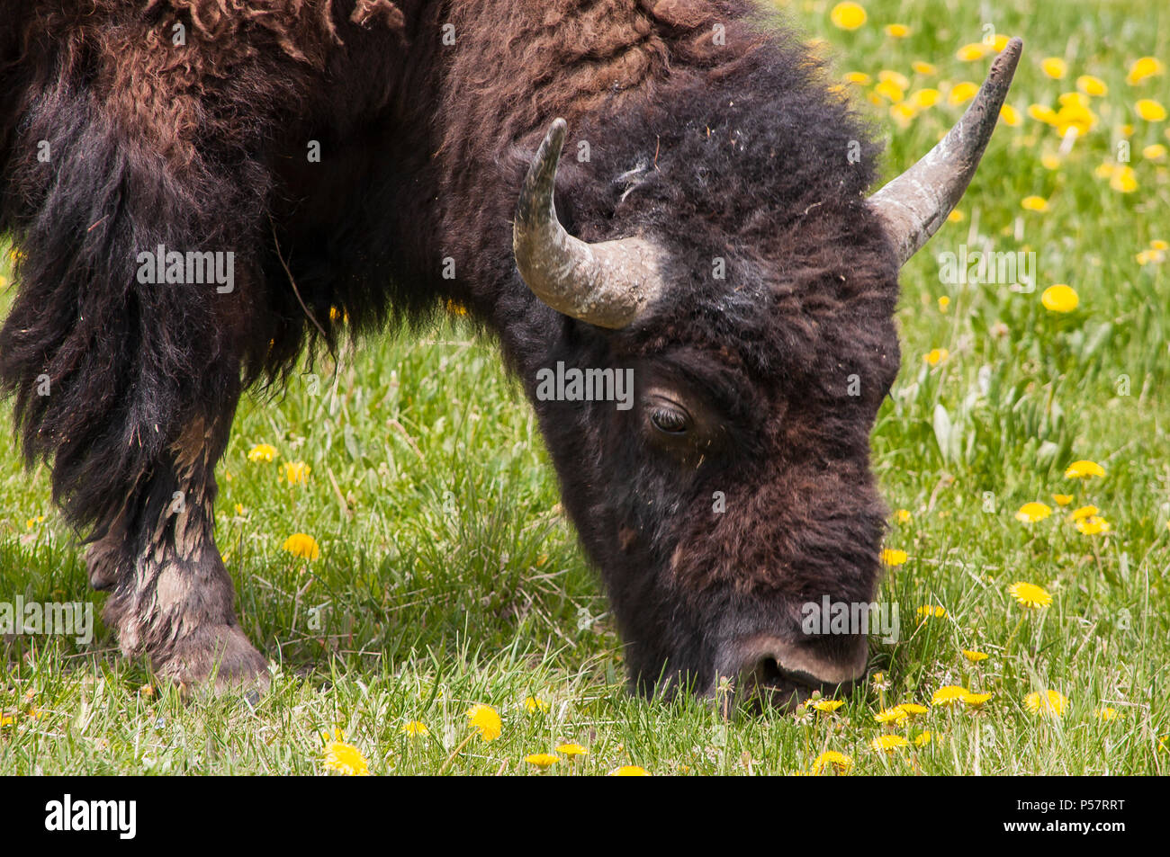 Pâturage de bison Banque D'Images