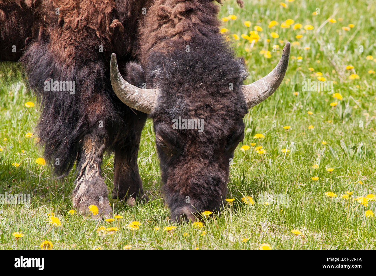 Pâturage de bison Banque D'Images