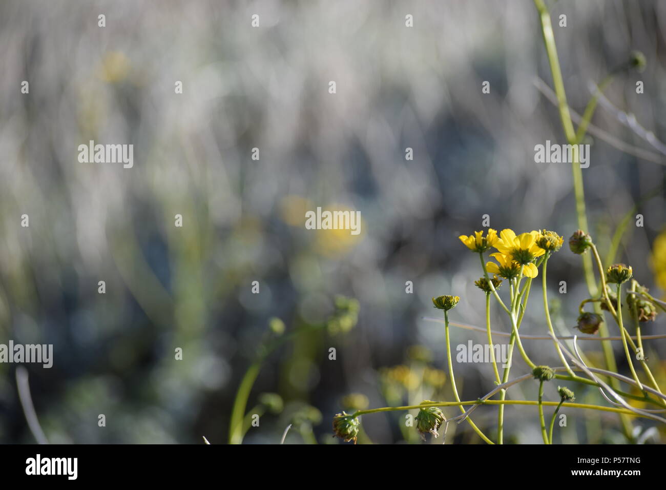 Fleurs jaunes dans la brise, Fontana, CA Banque D'Images