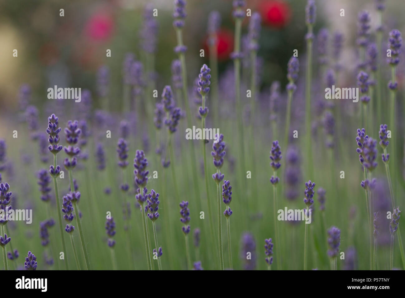 Lavande fraîche de plantes poussant dans un jardin Banque D'Images