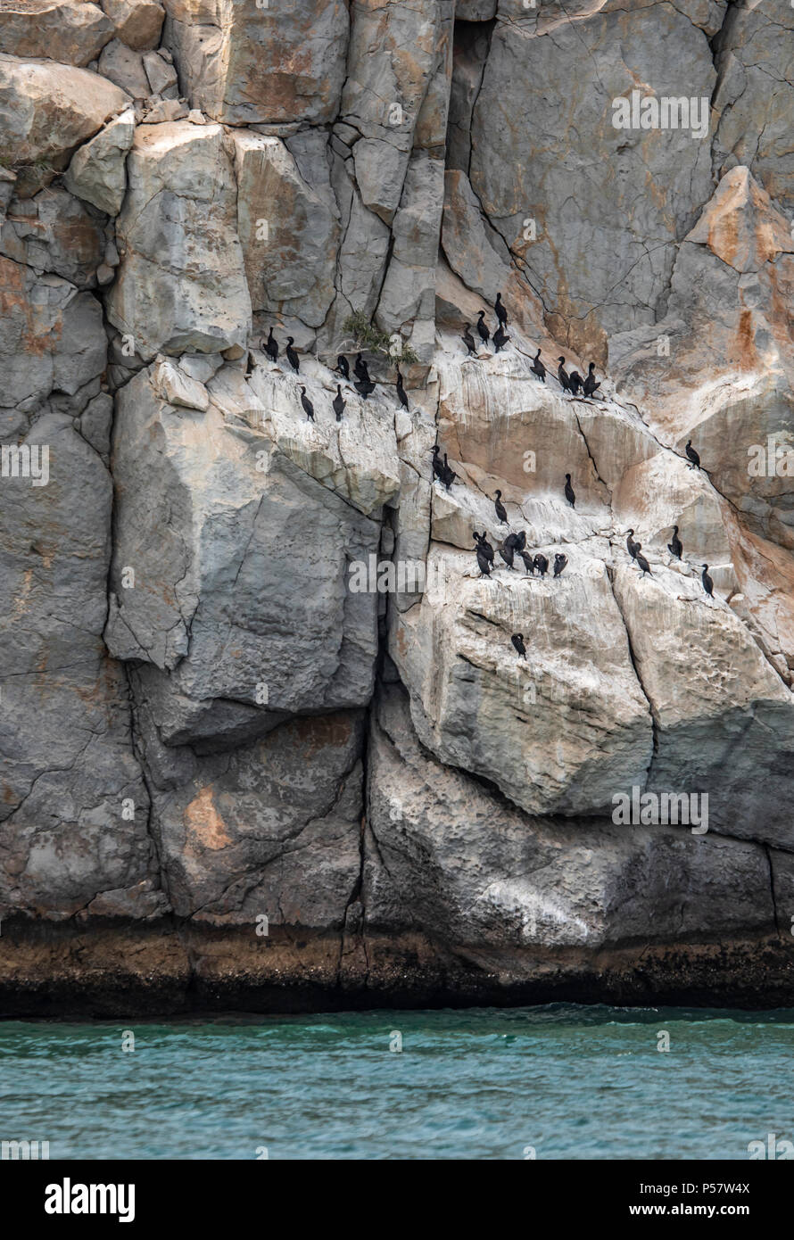 Oiseaux cormoran sur une falaise de Lombok en Oman Banque D'Images