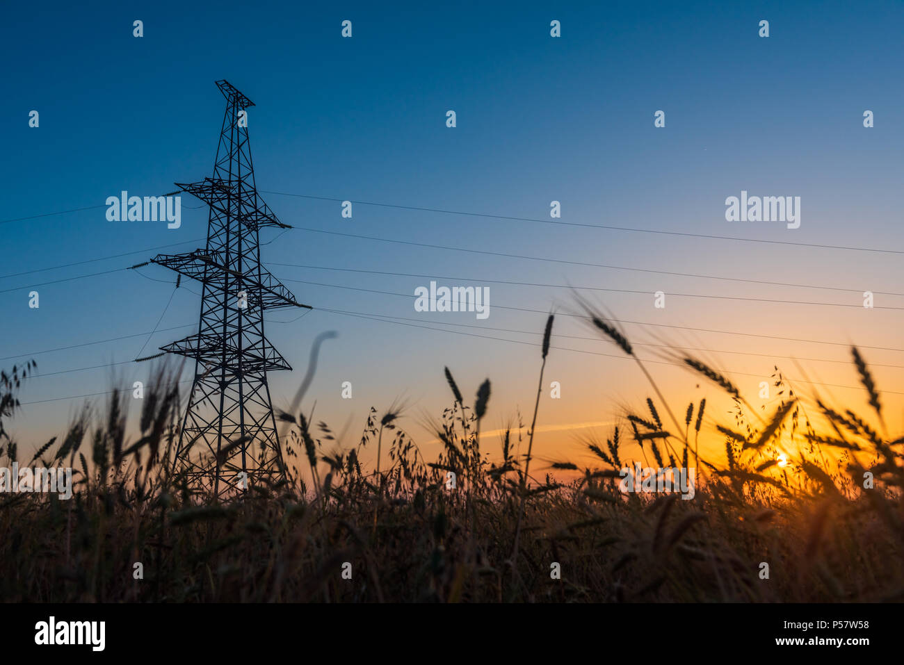 Pylône électrique sur des champs de blé au lever du soleil Banque D'Images