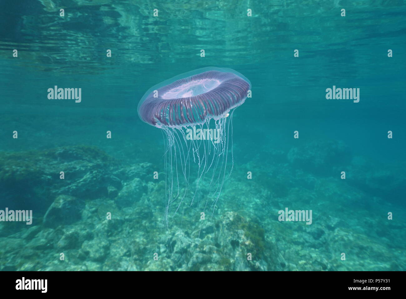 Un sous-marin de nombreuses méduses Aequorea forskalea striée, mer Méditerranée, Côte d'Azur, France Banque D'Images
