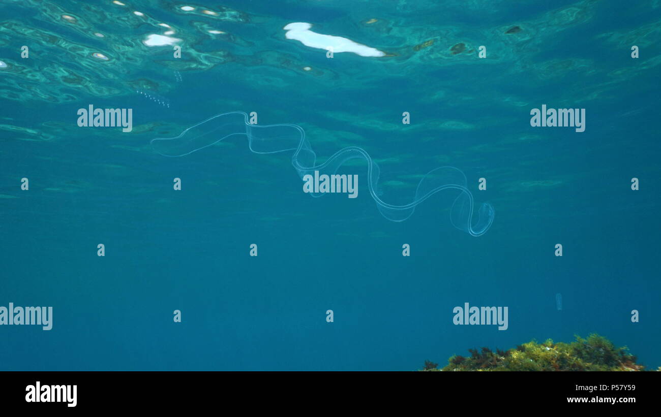 Un sous-marin Sea life ceinture vénus Cestum veneris, cténophore, nage dans la mer Méditerranée, scène naturelles, Costa Brava, Espagne Banque D'Images