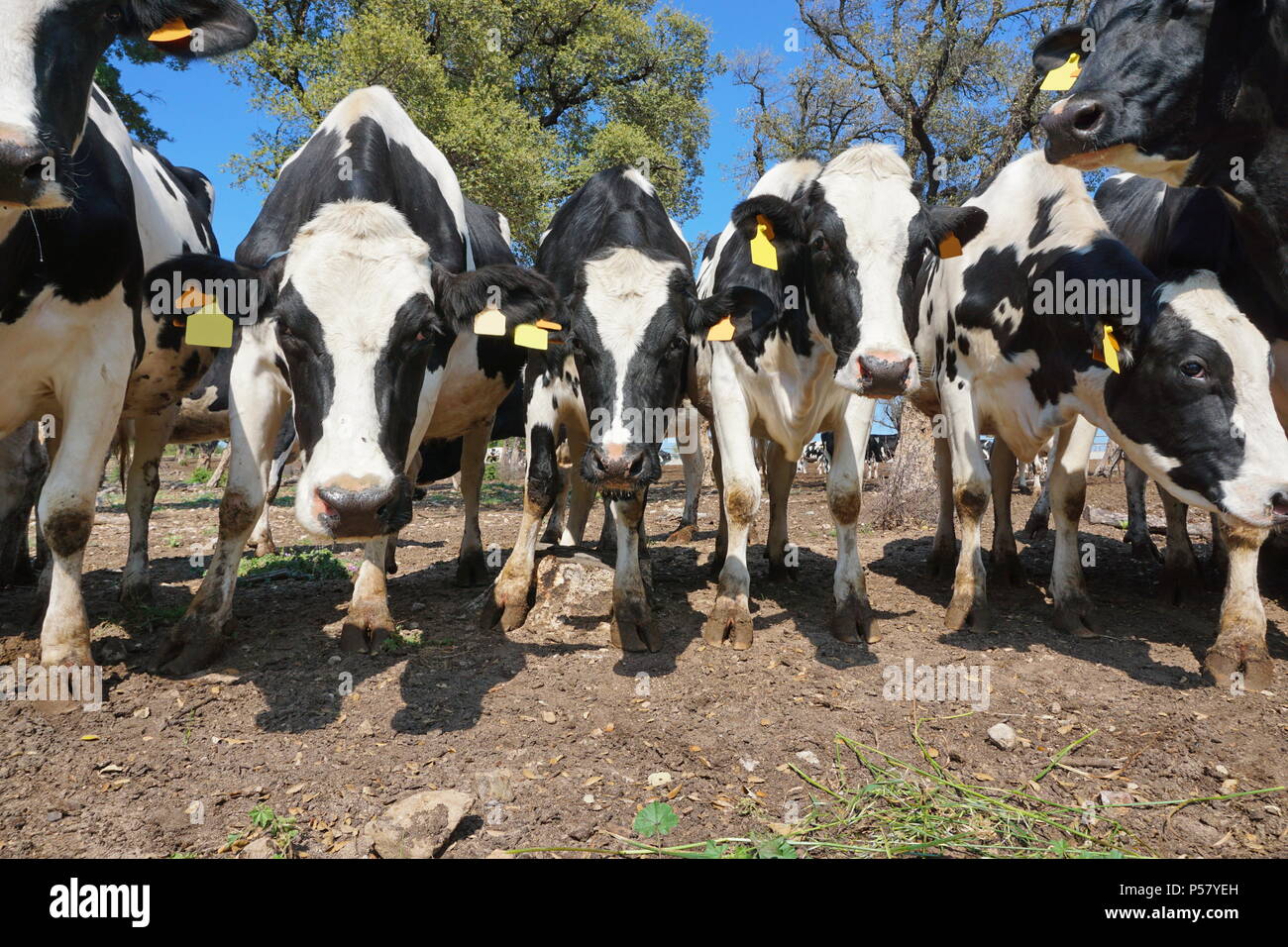 Les bovins laitiers curieux dans un champ, l'Alt Emporda, Gérone, Catalogne, Espagne Banque D'Images