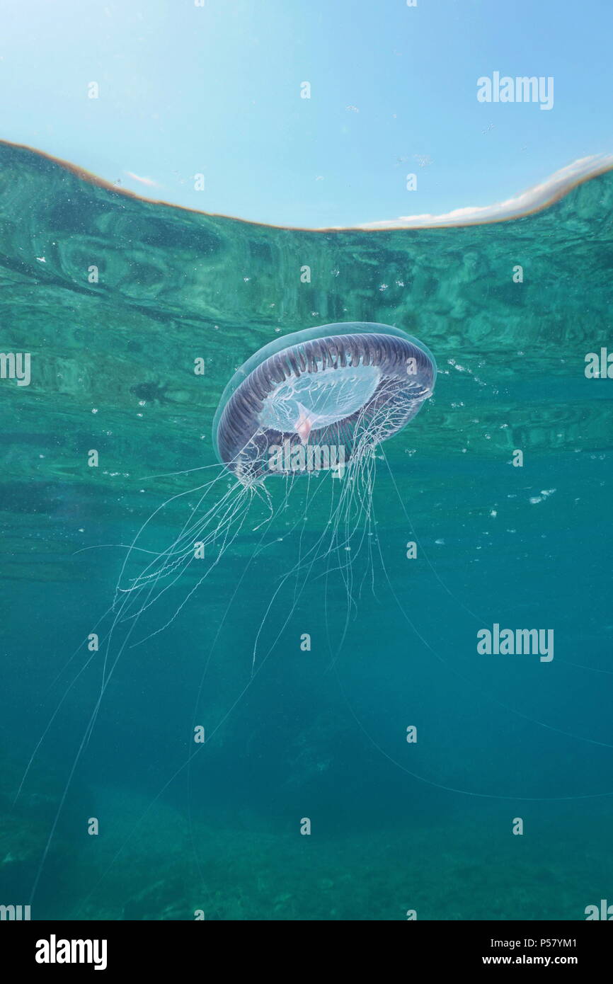 Un grand nombre de méduses Aequorea forskalea striée dessous sous la surface de l'eau dans la mer Méditerranée, Côte d'Azur, France Banque D'Images