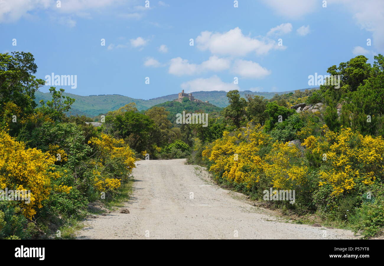 Chemin avec broom plantes en fleurs menant au château de Requesens sur le sommet de la colline, la Jonquera, Alt Emporda, Gérone, Catalogne, Espagne Banque D'Images