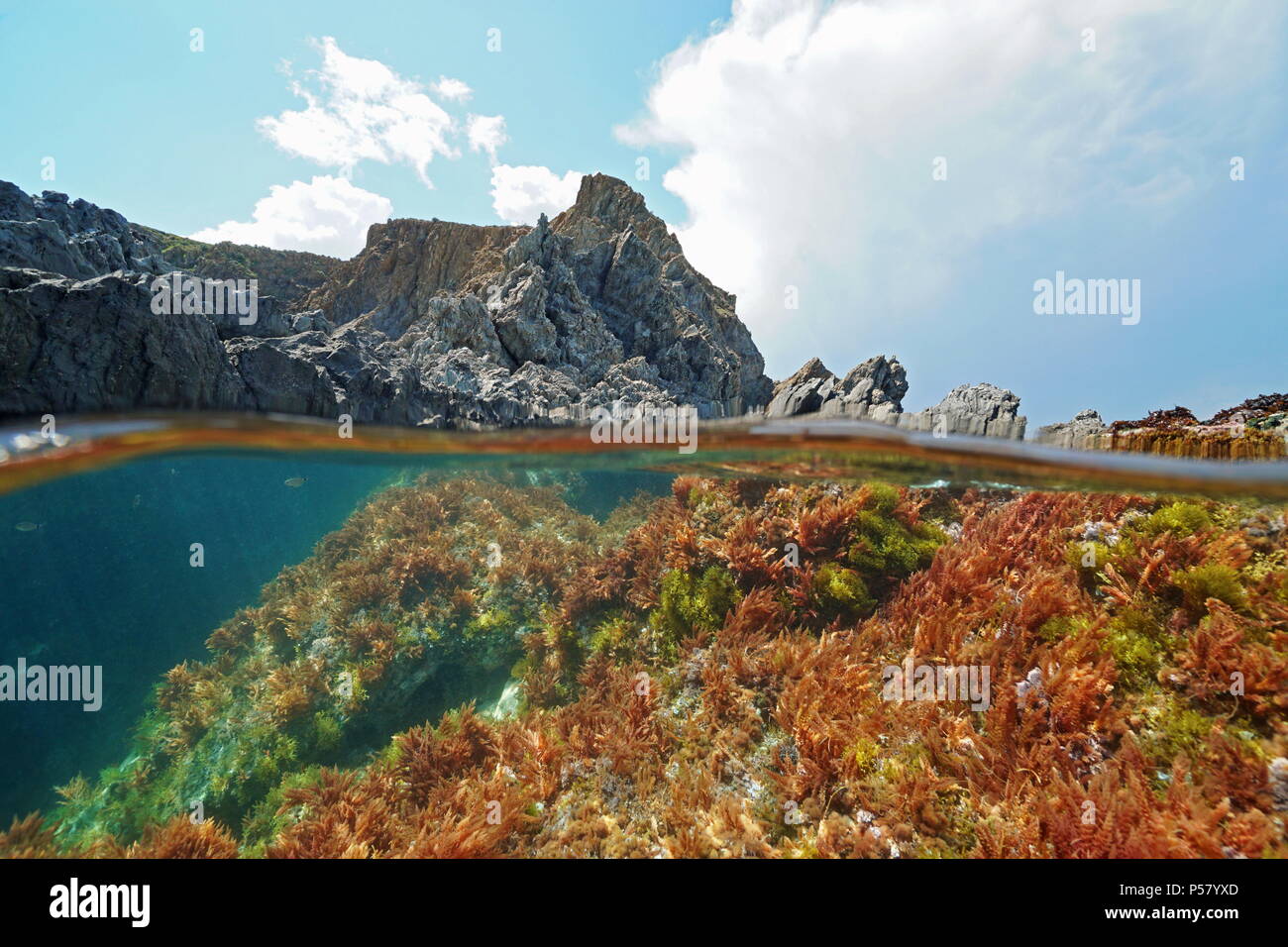 Côte Rocheuse avec des algues sous l'eau dans la mer Méditerranée et partagé au-dessus et au-dessous de la surface de l'eau, Pyrenees Orientales, France Banque D'Images