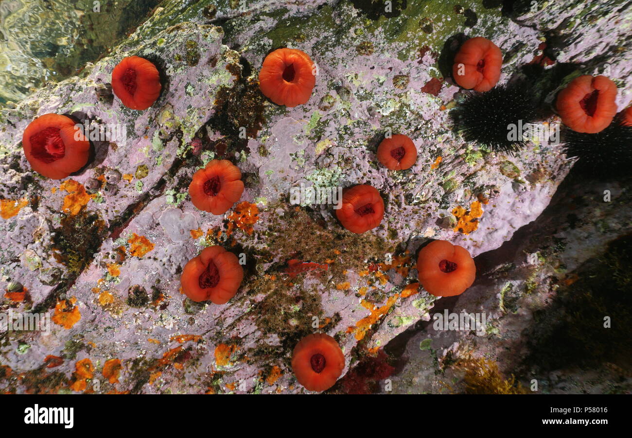 La vie de la mer, plusieurs anémones, beadlet Actinia equina, sous l'eau sur un rocher dans la mer Méditerranée, Côte d'Azur, France Banque D'Images