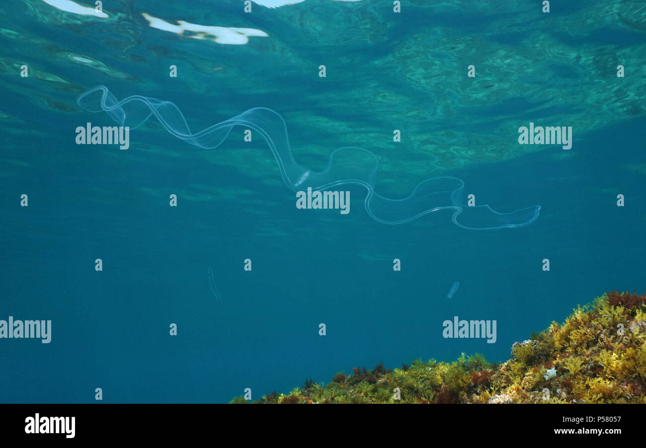 Un animal transparent ceinture de Vénus, cténophore nage sous l'eau dans la mer Méditerranée, scène naturelles, Costa Brava, Espagne Banque D'Images