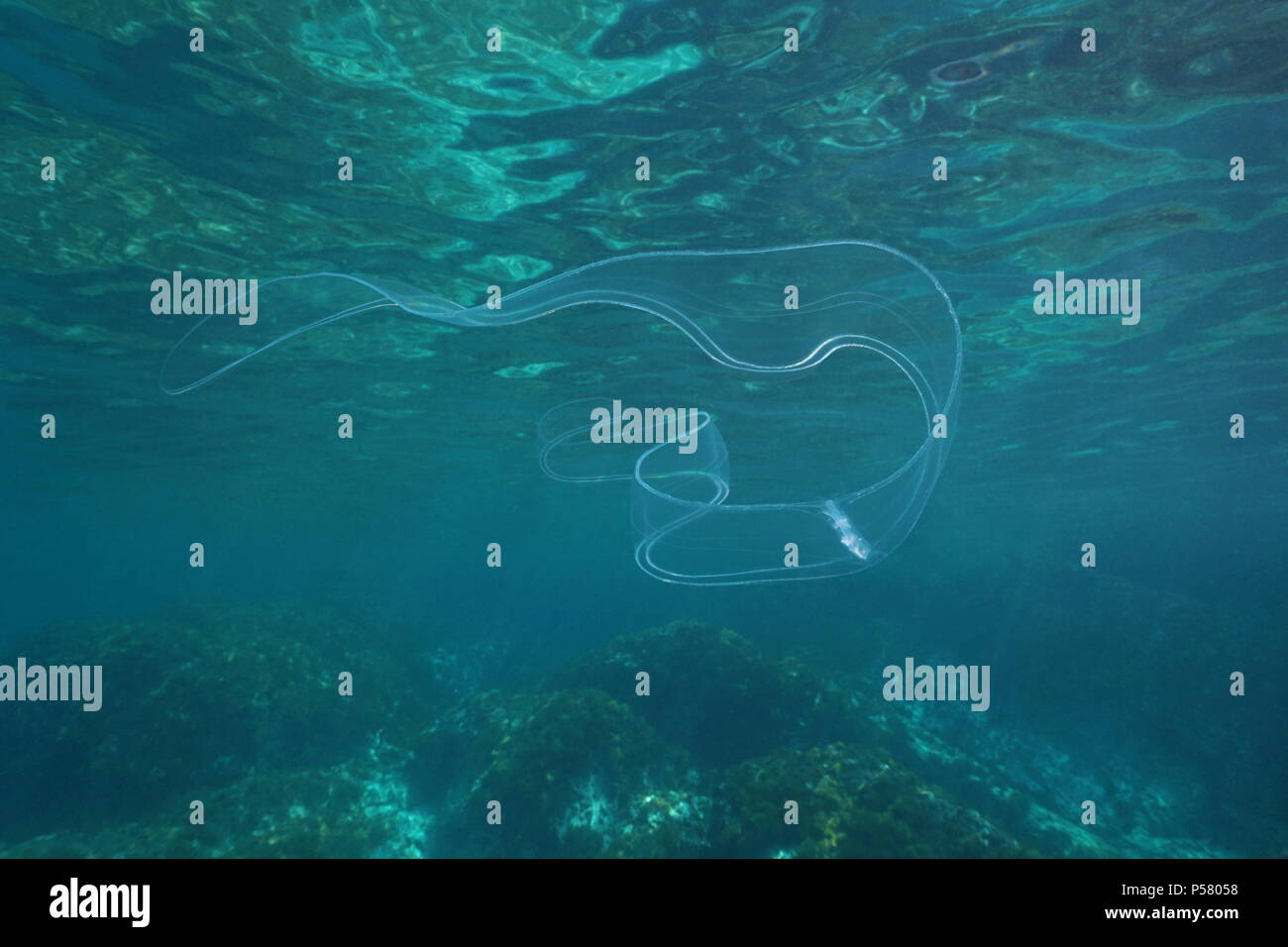 Un sous-marin Sea life ceinture de Vénus, cténophore transparent animal, mer Méditerranée, Côte d'Azur, France Banque D'Images