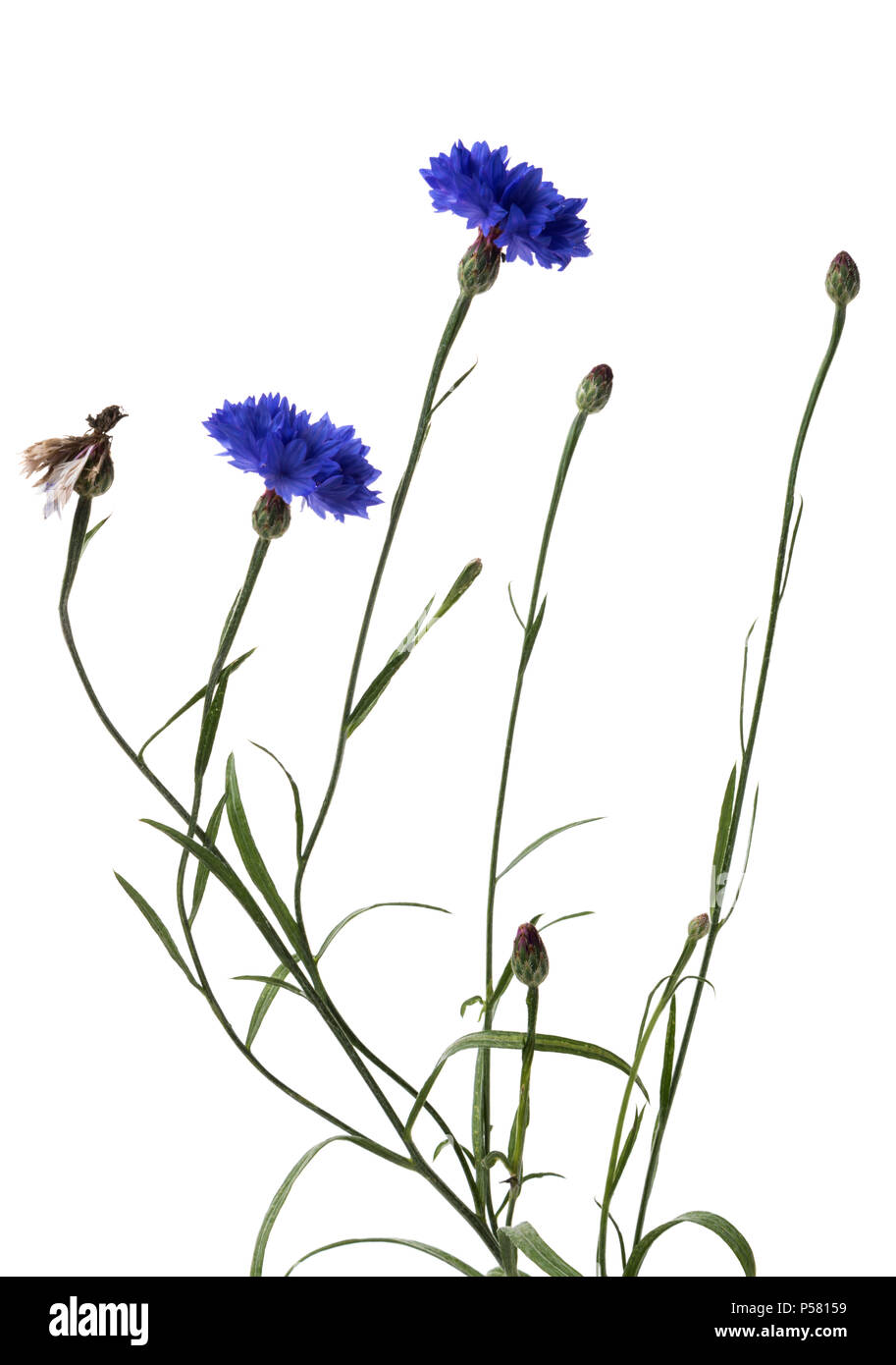 Centaurea cyanus bleuet ou plant isolé sur fond blanc Banque D'Images