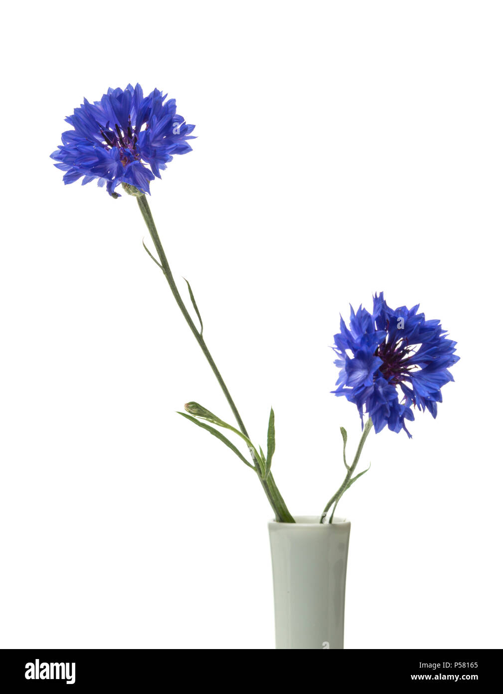Centaurea cyanus bleuet ou fleurs dans un vase isolé sur fond blanc Banque D'Images
