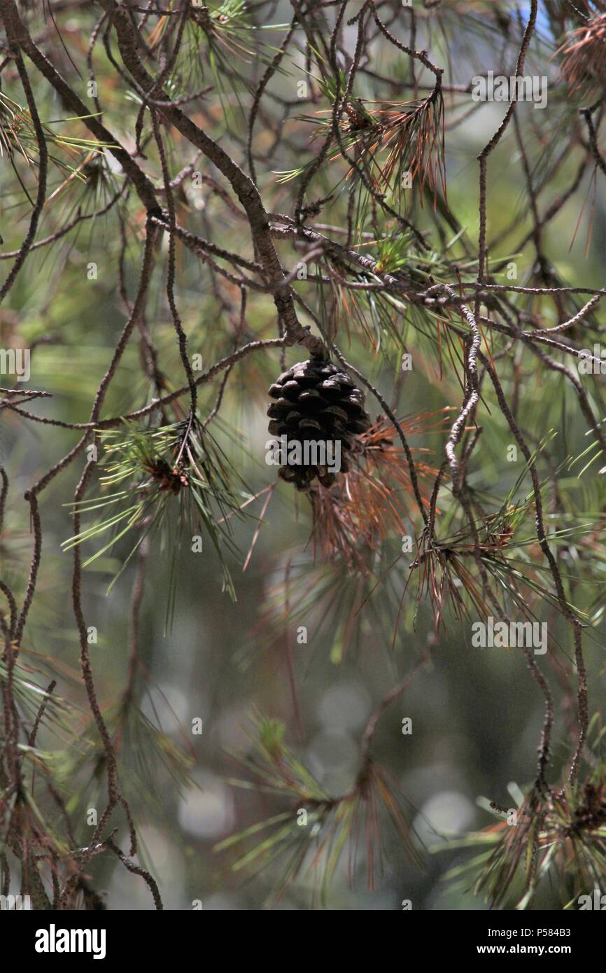 Vers le haut d'un coup d'angle pin d'Alep (pinus halepensis) avec un seul cône de pin suspendue à partir de la direction générale. En effet bokeh shot. Banque D'Images