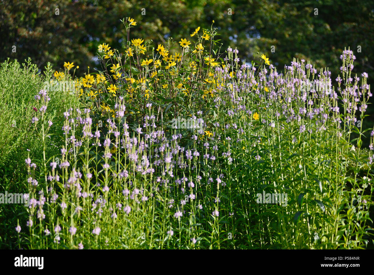 Physostegia virginiana (plante obéissante, false dragonhead) Jardin Botanique d'Oslo, Norvège Banque D'Images